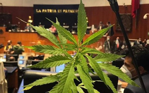 La legalización de la marihuana, iniciativa olvidada; esto ha pasado con la polémica propuesta